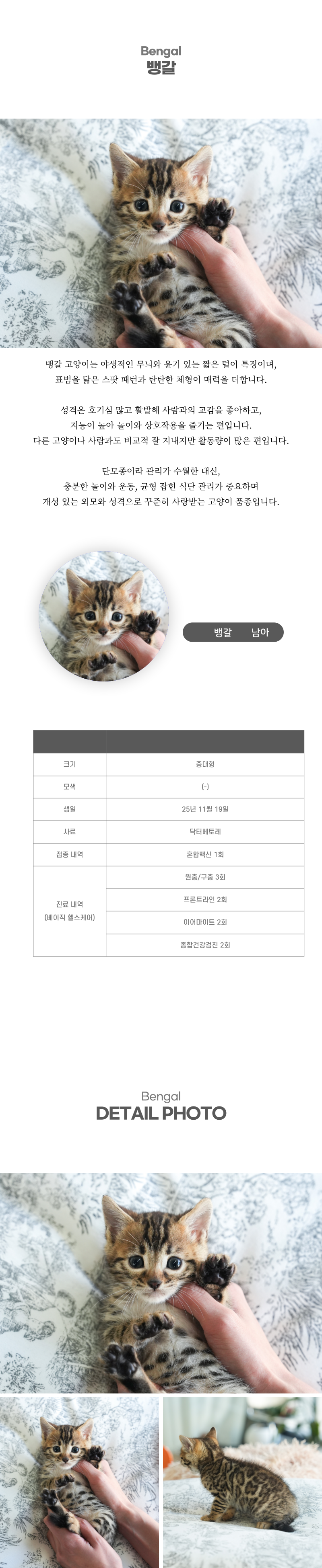 뱅갈_상세이미지_2